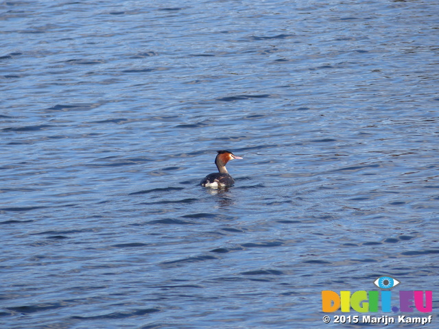 FZ011835 Great Crested Grebe (Podiceps cristatus)